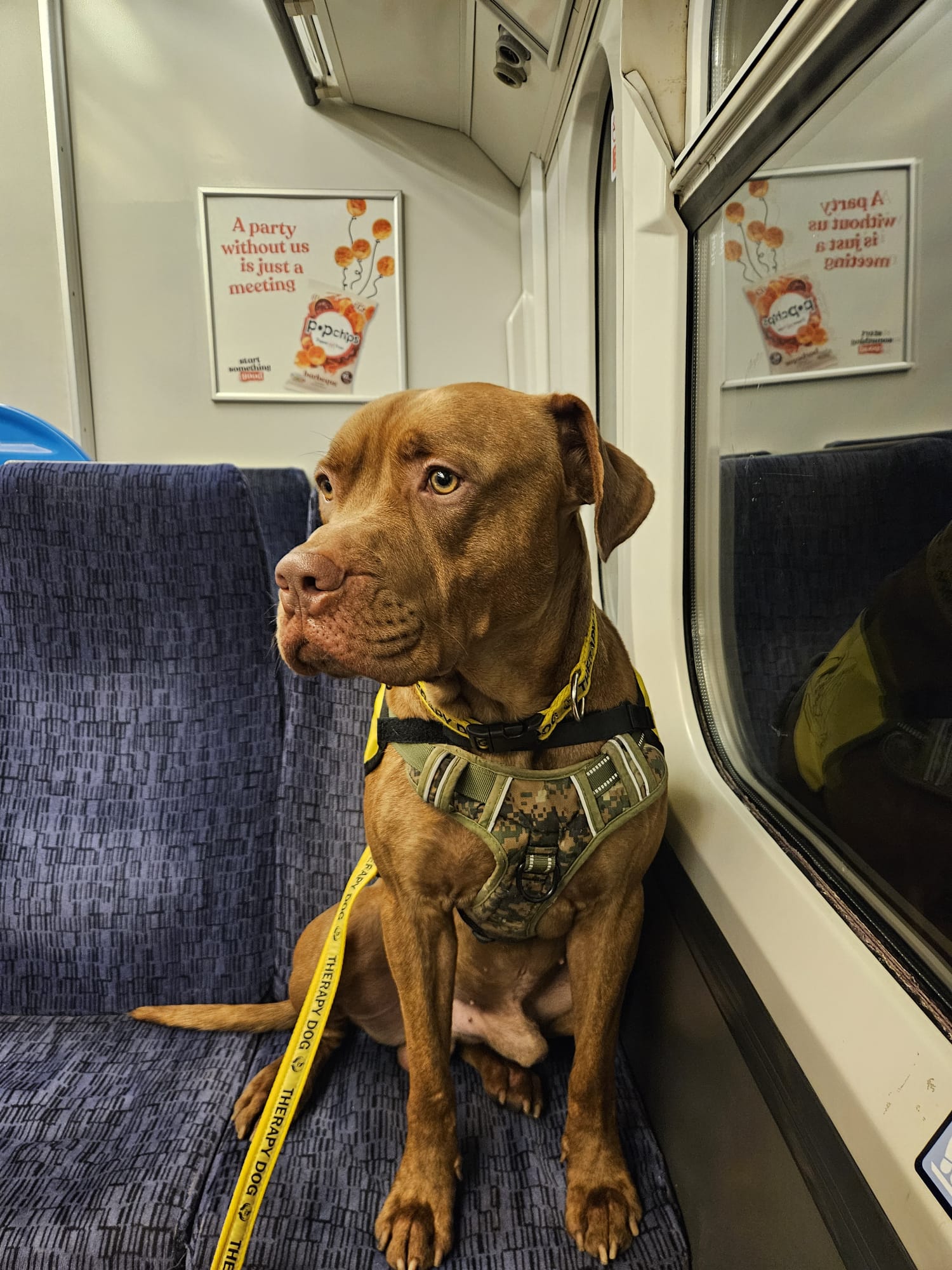 A calm therapy dog sitting on a train.